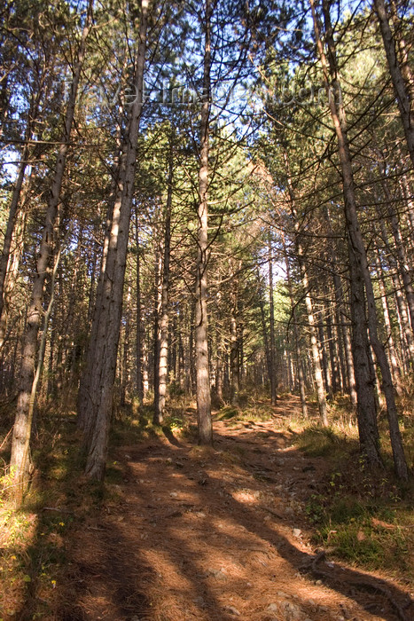 slovenia582: Slovenia - Cerknica municipality: Slivnica Mountain - forest - photo by I.Middleton - (c) Travel-Images.com - Stock Photography agency - Image Bank