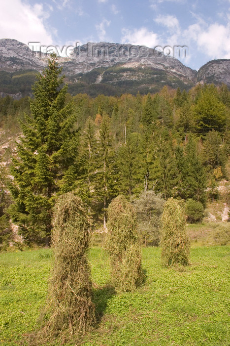 slovenia605: Slovenia - grass stacks and forest - Soca Valley - photo by I.Middleton - (c) Travel-Images.com - Stock Photography agency - Image Bank