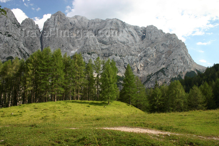 slovenia651: Slovenia - Julian Alps seen from Vrsic pass - edge of the forest - photo by I.Middleton - (c) Travel-Images.com - Stock Photography agency - Image Bank