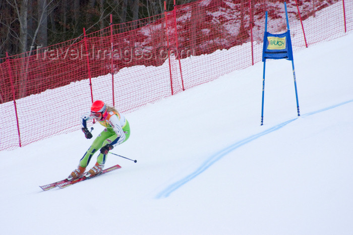 slovenia679: Golden fox, Womens world cup giant slalom - technical event - alpine ski racing -  Kranjska Gora, Podkoren, Slovenia - photo by I.Middleton - (c) Travel-Images.com - Stock Photography agency - Image Bank