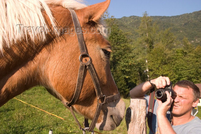 slovenia692: Horse poses for tourist photo in the Skofja Loka hills, Slovenia -  photo by I.Middleton - (c) Travel-Images.com - Stock Photography agency - Image Bank