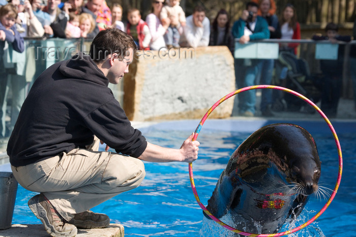 slovenia696: California sea lion jumps through ring - Ljubljana zoo, Slovenia - photo by I.Middleton - (c) Travel-Images.com - Stock Photography agency - Image Bank