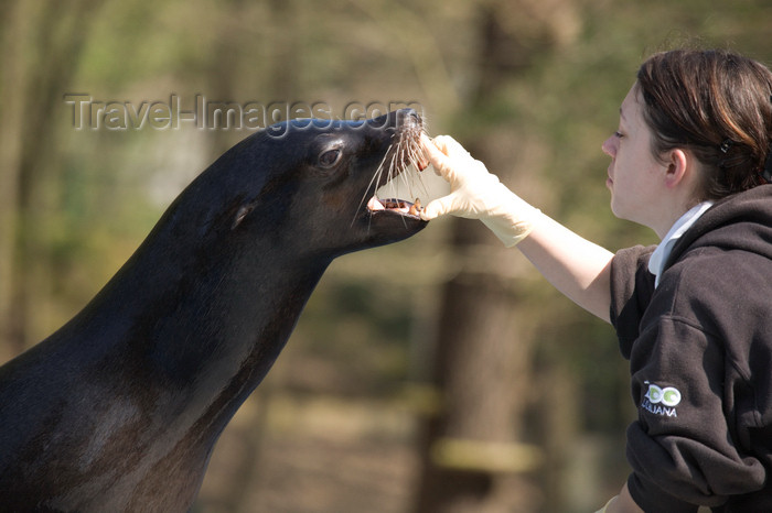 slovenia697: California sea lion and trainer at Ljubljana zoo, Slovenia - photo by I.Middleton - (c) Travel-Images.com - Stock Photography agency - Image Bank