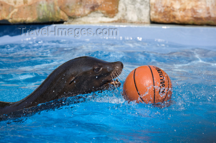 slovenia698: California sea lion playing with ball at Ljubljana zoo, Slovenia - photo by I.Middleton - (c) Travel-Images.com - Stock Photography agency - Image Bank