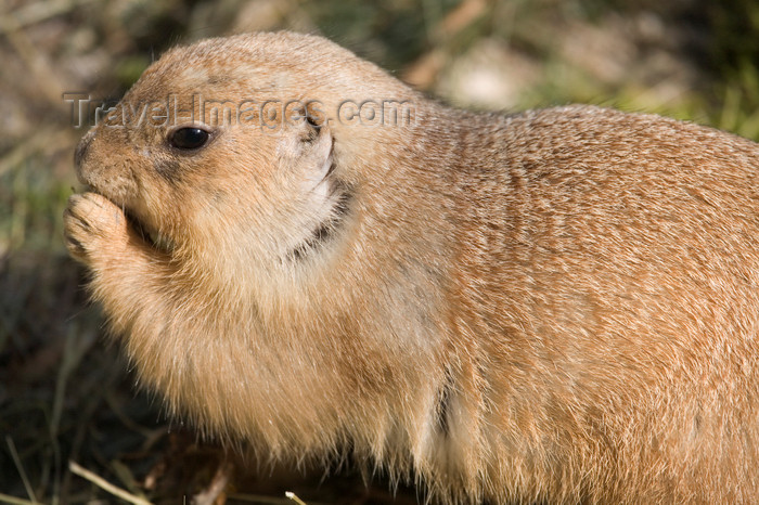 slovenia699: Prairie dog in Ljubljana zoo, Slovenia - photo by I.Middleton - (c) Travel-Images.com - Stock Photography agency - Image Bank