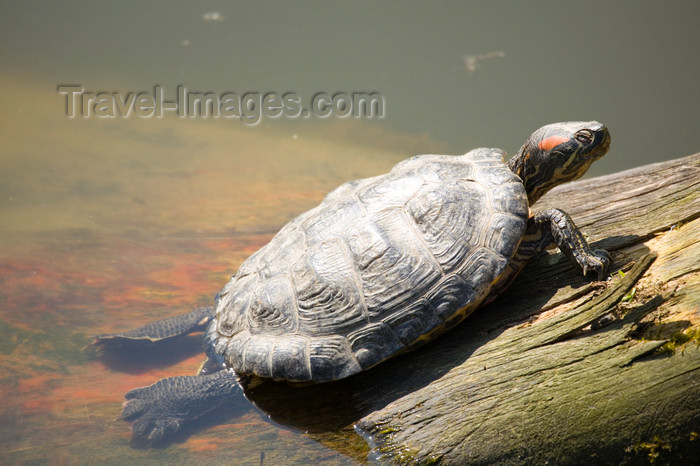 slovenia700: Tortoise at Ljubljana zoo, Slovenia - photo by I.Middleton - (c) Travel-Images.com - Stock Photography agency - Image Bank