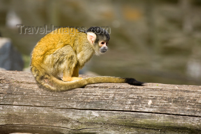 slovenia701: Squirrel monkey in Ljubljana zoo, Slovenia - photo by I.Middleton - (c) Travel-Images.com - Stock Photography agency - Image Bank