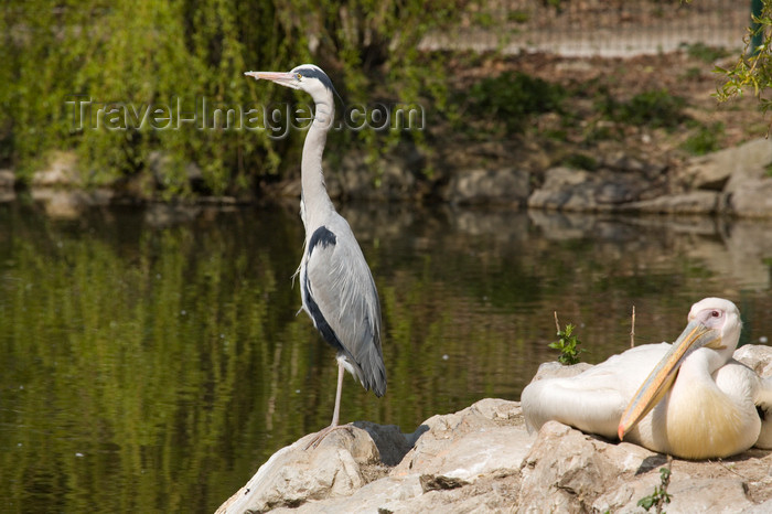 slovenia702: Heron and White Pelicans in Ljubljana zoo, Slovenia - photo by I.Middleton - (c) Travel-Images.com - Stock Photography agency - Image Bank