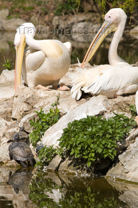 slovenia703: White Pelicans in Ljubljana zoo, Slovenia - photo by I.Middleton - (c) Travel-Images.com - Stock Photography agency - Image Bank