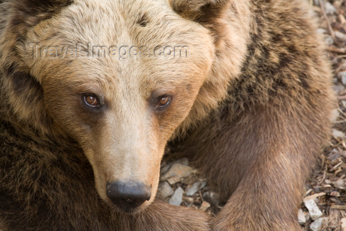 slovenia704: Brown bear in Ljubljana zoo, Slovenia - photo by I.Middleton - (c) Travel-Images.com - Stock Photography agency - Image Bank