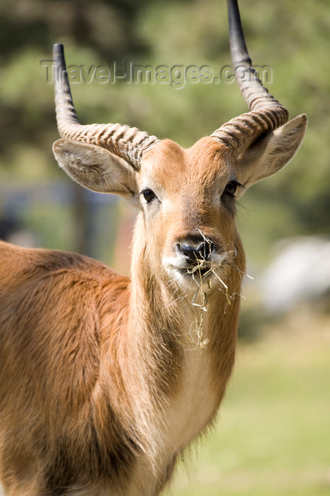 slovenia705: Stag at Ljubljana zoo, Slovenia - photo by I.Middleton - (c) Travel-Images.com - Stock Photography agency - Image Bank