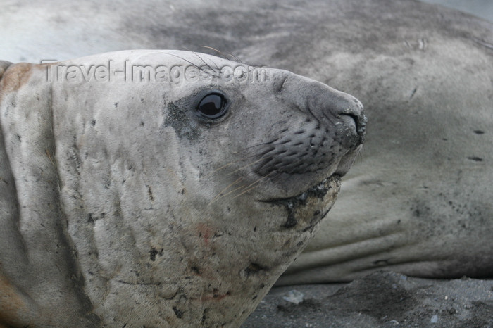 south-georgia100: South Georgia - Southern Elephant Seal - profile - Mirounga leonina - éléphant de mer austral - Antarctic region images by C.Breschi - (c) Travel-Images.com - Stock Photography agency - Image Bank