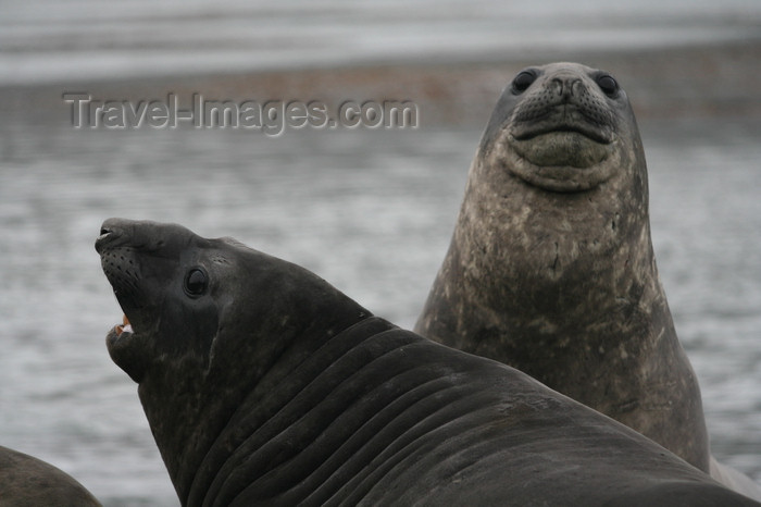 south-georgia101: South Georgia - Southern Elephant Seal - Mirounga leonina - pair - éléphant de mer austral - Antarctic region images by C.Breschi - (c) Travel-Images.com - Stock Photography agency - Image Bank