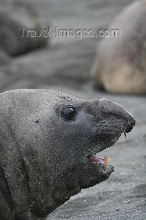 south-georgia102: South Georgia - Southern Elephant Seal - head of a male - Mirounga leonina - éléphant de mer austral - Antarctic region images by C.Breschi - (c) Travel-Images.com - Stock Photography agency - Image Bank