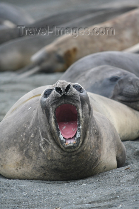 south-georgia103: South Georgia - Southern Elephant Seal - angry - Mirounga leonina - éléphant de mer austral - Antarctic region images by C.Breschi - (c) Travel-Images.com - Stock Photography agency - Image Bank