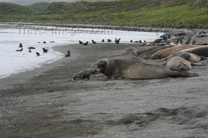 south-georgia104: South Georgia - Southern Elephant Seal - beach life - Mirounga leonina - éléphant de mer austral - Antarctic region images by C.Breschi - (c) Travel-Images.com - Stock Photography agency - Image Bank