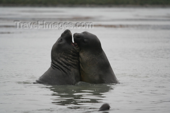 south-georgia105: South Georgia - Southern Elephant Seal - males fighting - Mirounga leonina - éléphant de mer austral - Antarctic region images by C.Breschi - (c) Travel-Images.com - Stock Photography agency - Image Bank