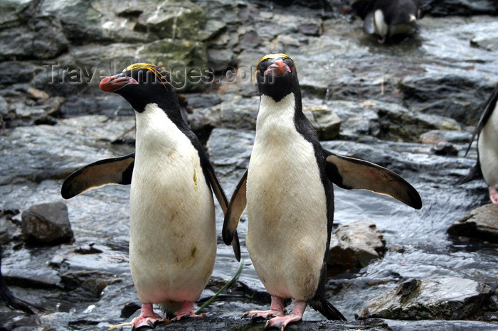 south-georgia106: South Georgia - Southern Rockhopper Penguins - duo - Eudyptes chrysocome - Gorfou sauteur - Antarctic region images by C.Breschi - (c) Travel-Images.com - Stock Photography agency - Image Bank