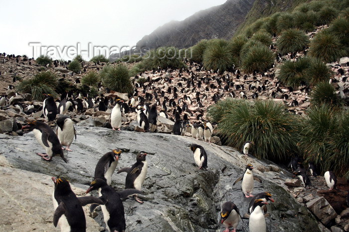 south-georgia107: South Georgia - Southern Rockhopper Penguins - rookery and tussock grass - Eudyptes chrysocome - Gorfou sauteur - Antarctic region images by C.Breschi - (c) Travel-Images.com - Stock Photography agency - Image Bank