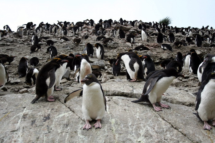 south-georgia108: South Georgia - Southern Rockhopper Penguins - rookery - Eudyptes chrysocome - Gorfou sauteur - Antarctic region images by C.Breschi - (c) Travel-Images.com - Stock Photography agency - Image Bank