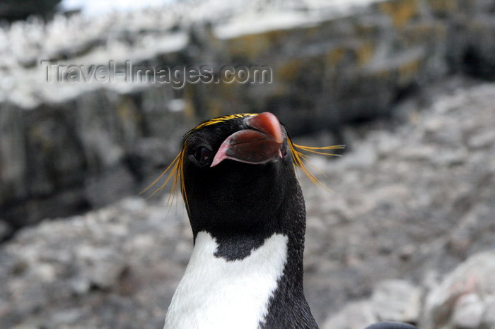 south-georgia109: South Georgia - Southern Rockhopper Penguin - face - Eudyptes chrysocome - Gorfou sauteur - Antarctic region images by C.Breschi - (c) Travel-Images.com - Stock Photography agency - Image Bank