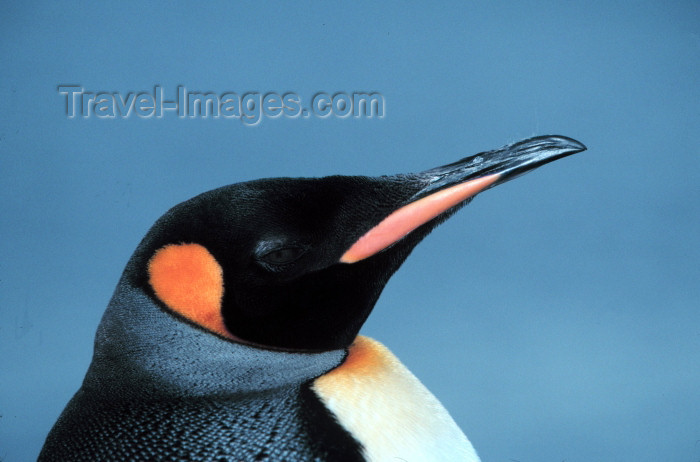 south-georgia11: South Georgia - King Penguin - colourful  head - Aptenodytes patagonicus - manchot royal - Antarctic region images by R.Eime - (c) Travel-Images.com - Stock Photography agency - Image Bank