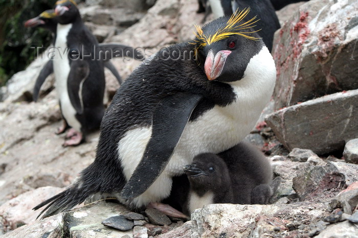 south-georgia110: South Georgia - Southern Rockhopper Penguin - protecting the chick -Eudyptes chrysocome - Gorfou sauteur - Antarctic region images by C.Breschi - (c) Travel-Images.com - Stock Photography agency - Image Bank