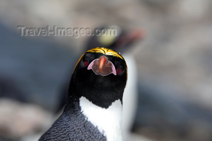 south-georgia111: South Georgia - Southern Rockhopper Penguin - intense gaze - Eudyptes chrysocome - Gorfou sauteur - Antarctic region images by C.Breschi - (c) Travel-Images.com - Stock Photography agency - Image Bank