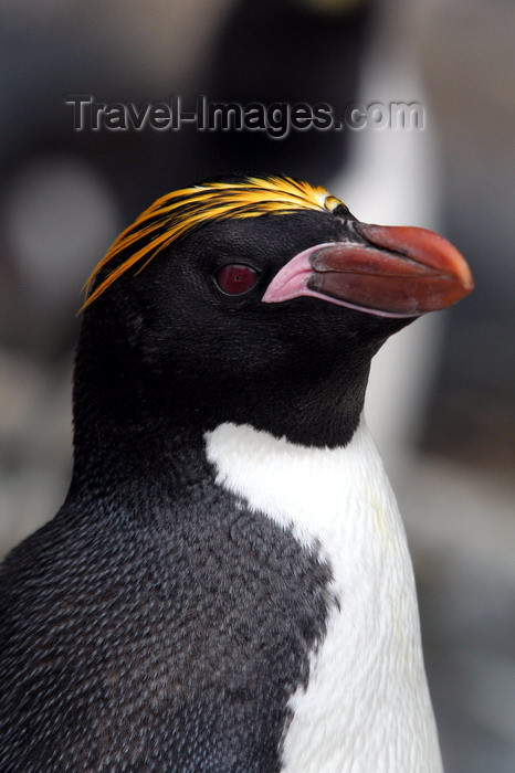 south-georgia112: South Georgia - Southern Rockhopper Penguin - head profile - Eudyptes chrysocome - Gorfou sauteur - Antarctic region images by C.Breschi - (c) Travel-Images.com - Stock Photography agency - Image Bank