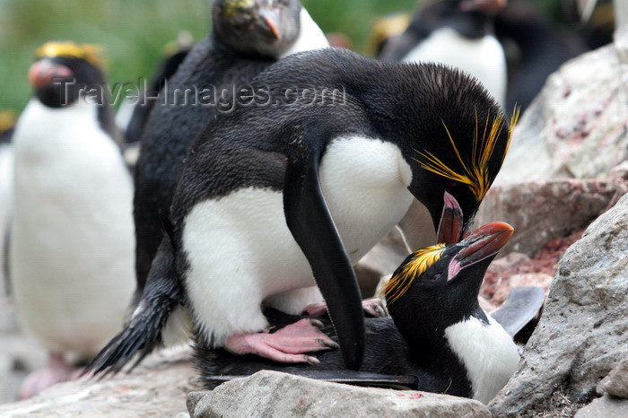 south-georgia113: South Georgia - Southern Rockhopper Penguins copulating - Eudyptes chrysocome - Gorfou sauteur - Antarctic region images by C.Breschi - (c) Travel-Images.com - Stock Photography agency - Image Bank