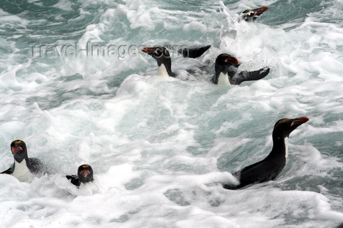south-georgia114: South Georgia - Southern Rockhopper Penguins in the waves - Eudyptes chrysocome - Gorfou sauteur - Antarctic region images by C.Breschi - (c) Travel-Images.com - Stock Photography agency - Image Bank