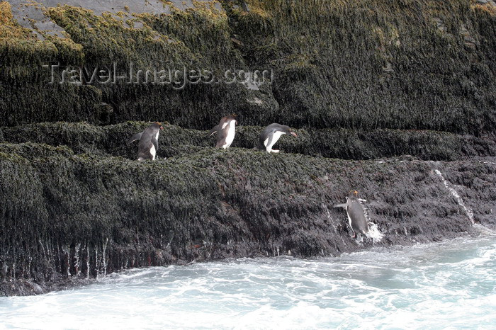 south-georgia115: South Georgia - Southern Rockhopper Penguins returning to the colony - Eudyptes chrysocome - Gorfou sauteur - Antarctic region images by C.Breschi - (c) Travel-Images.com - Stock Photography agency - Image Bank