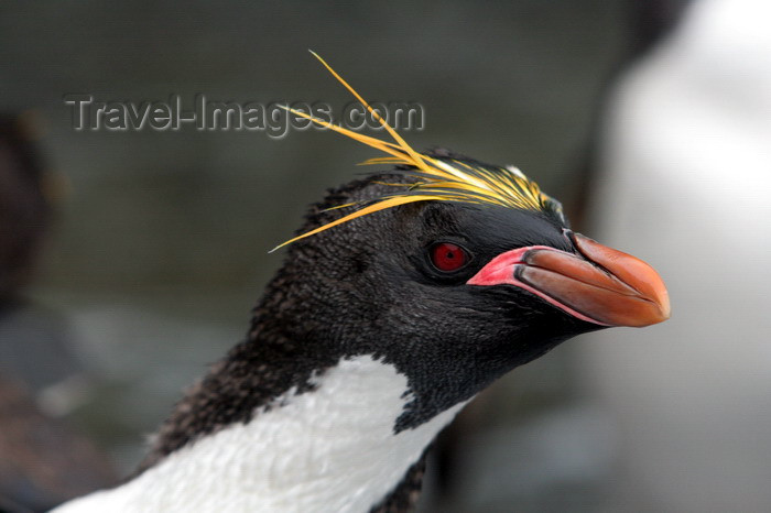 south-georgia116: South Georgia - Southern Rockhopper Penguin porfile - Eudyptes chrysocome - Gorfou sauteur - Antarctic region images by C.Breschi - (c) Travel-Images.com - Stock Photography agency - Image Bank