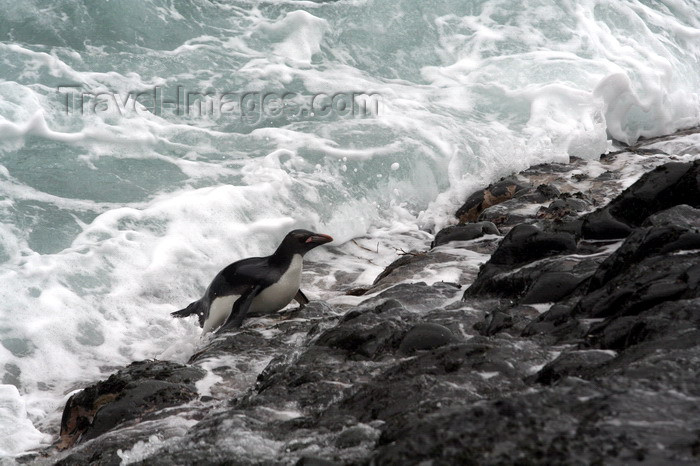 south-georgia117: South Georgia - Southern Rockhopper Penguin leaving the sea - Eudyptes chrysocome - Gorfou sauteur - Antarctic region images by C.Breschi - (c) Travel-Images.com - Stock Photography agency - Image Bank