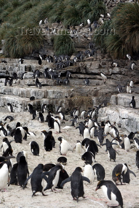 south-georgia118: South Georgia - Southern Rockhopper Penguins - rookery - steps - Eudyptes chrysocome - Gorfou sauteur - Antarctic region images by C.Breschi - (c) Travel-Images.com - Stock Photography agency - Image Bank