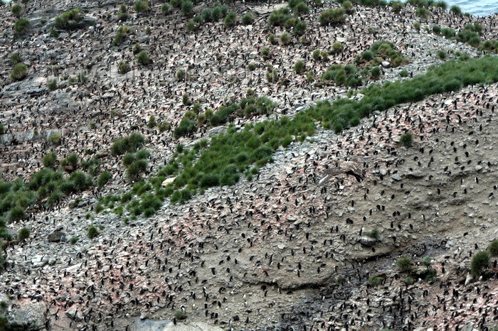 south-georgia119: South Georgia - Southern Rockhopper Penguins - rookery - sea of penguins - Eudyptes chrysocome - Gorfou sauteur - Antarctic region images by C.Breschi - (c) Travel-Images.com - Stock Photography agency - Image Bank