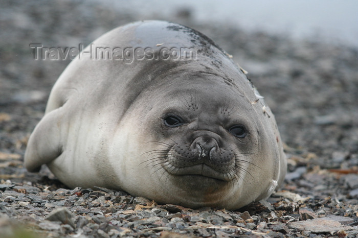 south-georgia12: South Georgia - Southern Elephant Seal - front view - Mirounga leonina - éléphant de mer austral - Antarctic region images by C.Breschi - (c) Travel-Images.com - Stock Photography agency - Image Bank