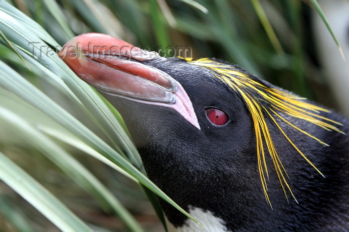 south-georgia120: South Georgia - Southern Rockhopper Penguin in the grass - Eudyptes chrysocome - Gorfou sauteur - Antarctic region images by C.Breschi - (c) Travel-Images.com - Stock Photography agency - Image Bank