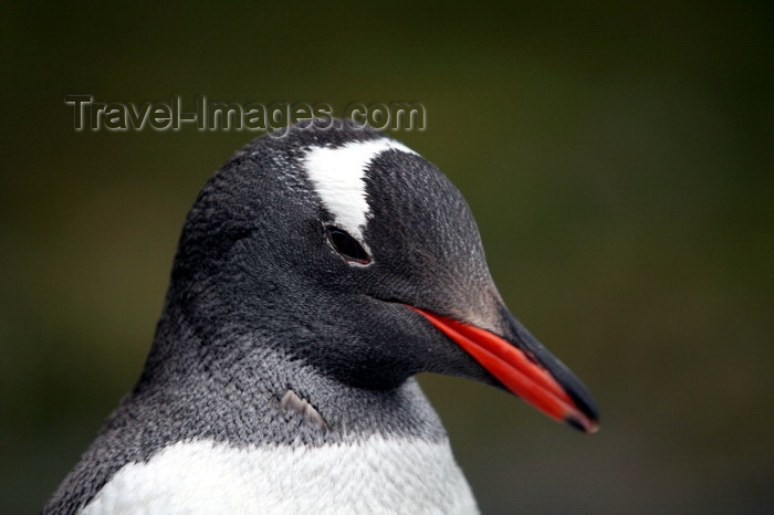 south-georgia121: South Georgia - Gentoo Penguin - posing - manchot papou - Pygoscelis papua - Antarctic region images by C.Breschi - (c) Travel-Images.com - Stock Photography agency - Image Bank