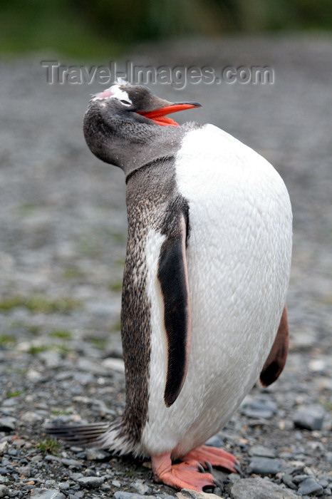 south-georgia122: South Georgia - Gentoo Penguin - scream - manchot papou - Pygoscelis papua - Antarctic region images by C.Breschi - (c) Travel-Images.com - Stock Photography agency - Image Bank