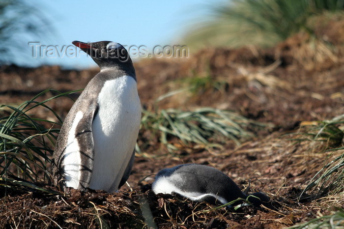 south-georgia123: South Georgia - Gentoo Penguin - in the grass - manchot papou - Pygoscelis papua - Antarctic region images by C.Breschi - (c) Travel-Images.com - Stock Photography agency - Image Bank