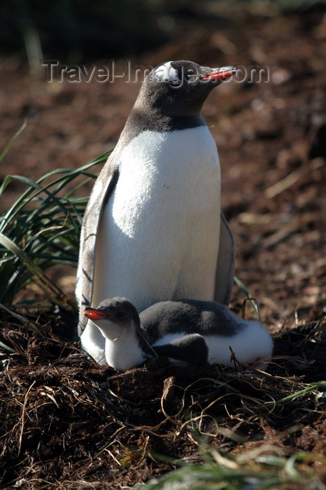 south-georgia124: South Georgia - Gentoo Penguin - with chick - manchot papou - Pygoscelis papua - Antarctic region images by C.Breschi - (c) Travel-Images.com - Stock Photography agency - Image Bank