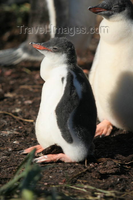 south-georgia125: South Georgia - Gentoo Penguins - juveniles - manchot papou - Pygoscelis papua - Antarctic region images by C.Breschi - (c) Travel-Images.com - Stock Photography agency - Image Bank