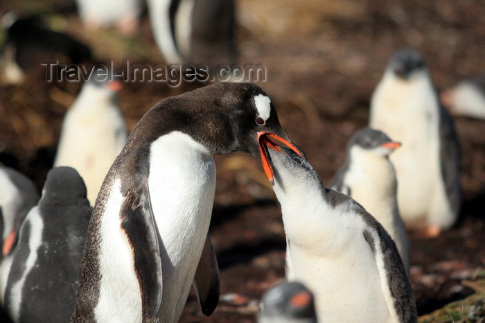 south-georgia126: South Georgia - Gentoo Penguin - feeding a juvenile - manchot papou - Pygoscelis papua - Antarctic region images by C.Breschi - (c) Travel-Images.com - Stock Photography agency - Image Bank