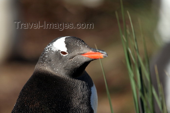 south-georgia127: South Georgia - Gentoo Penguin - gaze - manchot papou - Pygoscelis papua - Antarctic region images by C.Breschi - (c) Travel-Images.com - Stock Photography agency - Image Bank