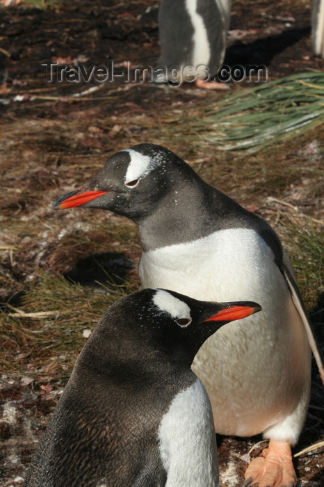 south-georgia128: South Georgia - Gentoo Penguin - duo - manchot papou - Pygoscelis papua - Antarctic region images by C.Breschi - (c) Travel-Images.com - Stock Photography agency - Image Bank
