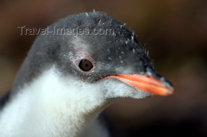 south-georgia129: South Georgia - Gentoo Penguin - juvenile face - manchot papou - Pygoscelis papua - Antarctic region images by C.Breschi - (c) Travel-Images.com - Stock Photography agency - Image Bank