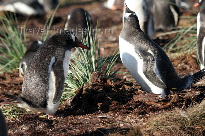 south-georgia130: South Georgia - Gentoo Penguin - couple relations - manchot papou - Pygoscelis papua - Antarctic region images by C.Breschi - (c) Travel-Images.com - Stock Photography agency - Image Bank