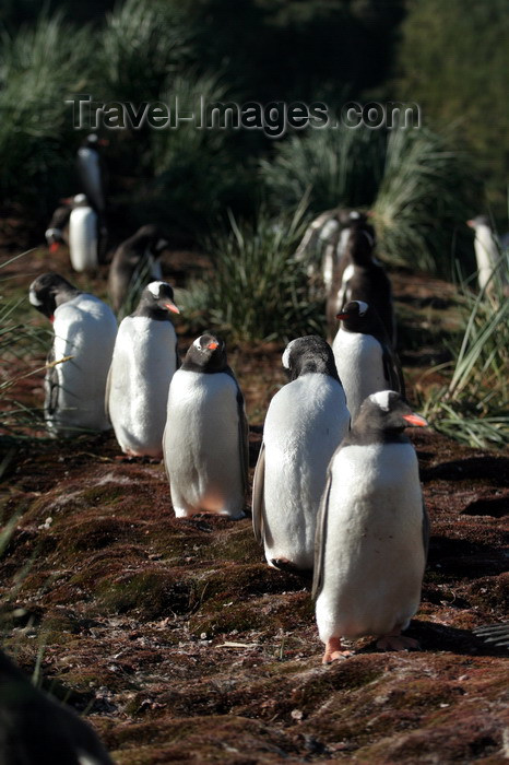 south-georgia131: South Georgia - Gentoo Penguins - line - manchot papou - Pygoscelis papua - Antarctic region images by C.Breschi - (c) Travel-Images.com - Stock Photography agency - Image Bank