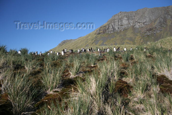 south-georgia132: South Georgia - Gentoo Penguin - rookery - tussock grass - manchot papou - Pygoscelis papua - Antarctic region images by C.Breschi - (c) Travel-Images.com - Stock Photography agency - Image Bank